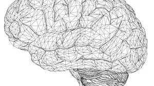 brain